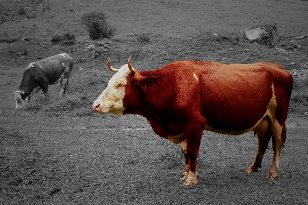 Animal wildlife cow pasture Photo