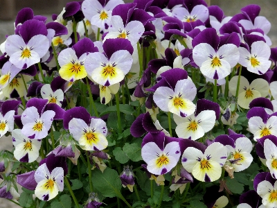 植物 白 花 紫 写真