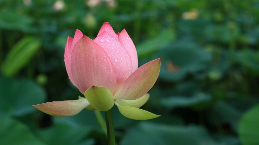 Plant flower petal botany Photo