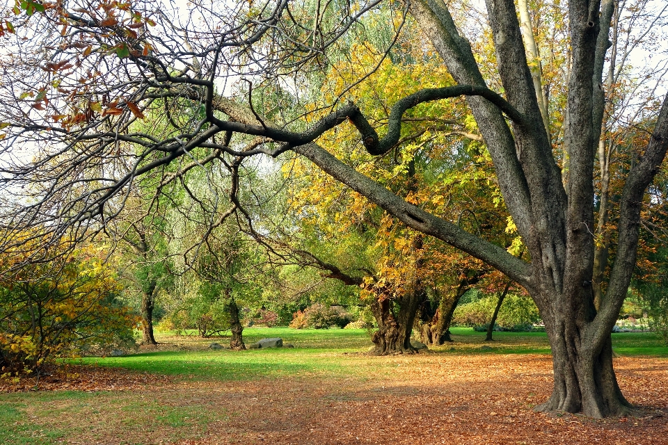 Paisaje árbol naturaleza bosque