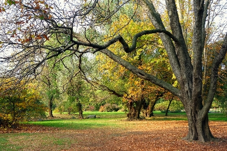 Landscape tree nature forest Photo