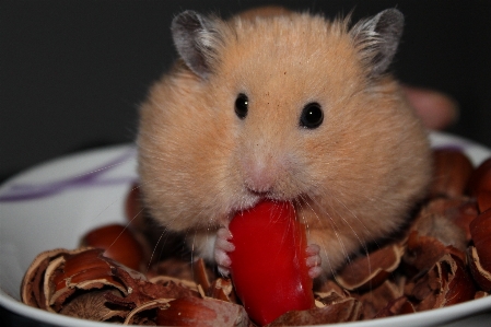 Animal mammal hamster rodent Photo