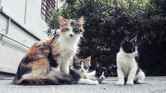 Foto Carino guardare pelliccia gattino