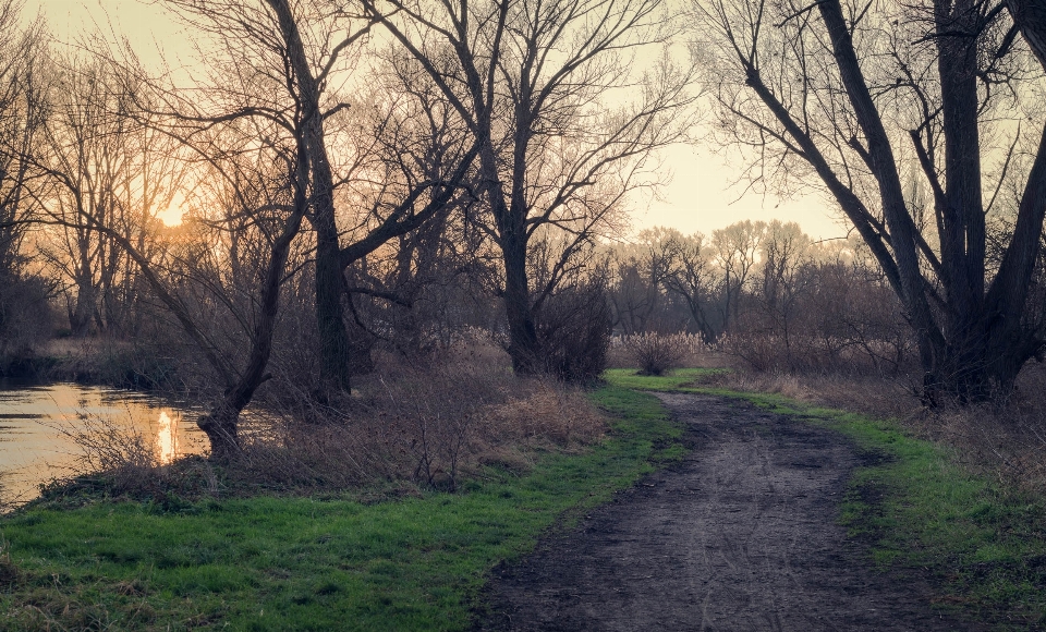 Landscape tree nature forest