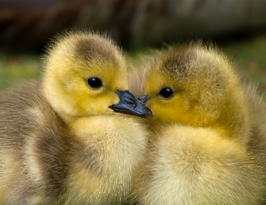 Foto Burung satwa imut-imut margasatwa