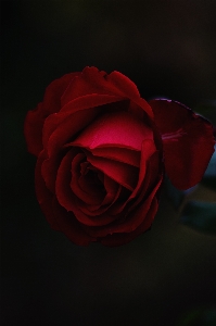 花 植物 花弁 咲く 写真