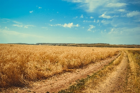 Landscape path grass horizon Photo