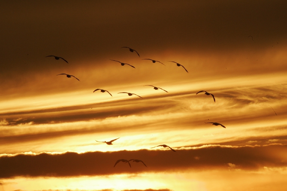 Landschaft horizont vogel flügel