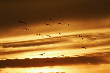 Landscape horizon bird wing Photo