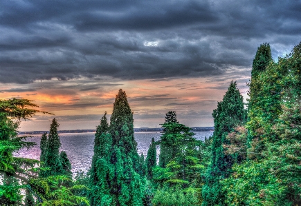 風景 海 海岸 木 写真