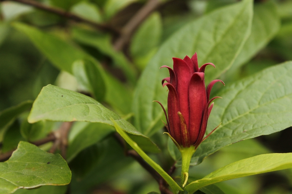 Naturaleza planta hoja flor