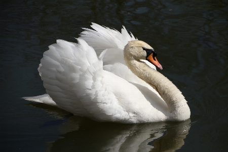 鳥 羽 白 動物 写真