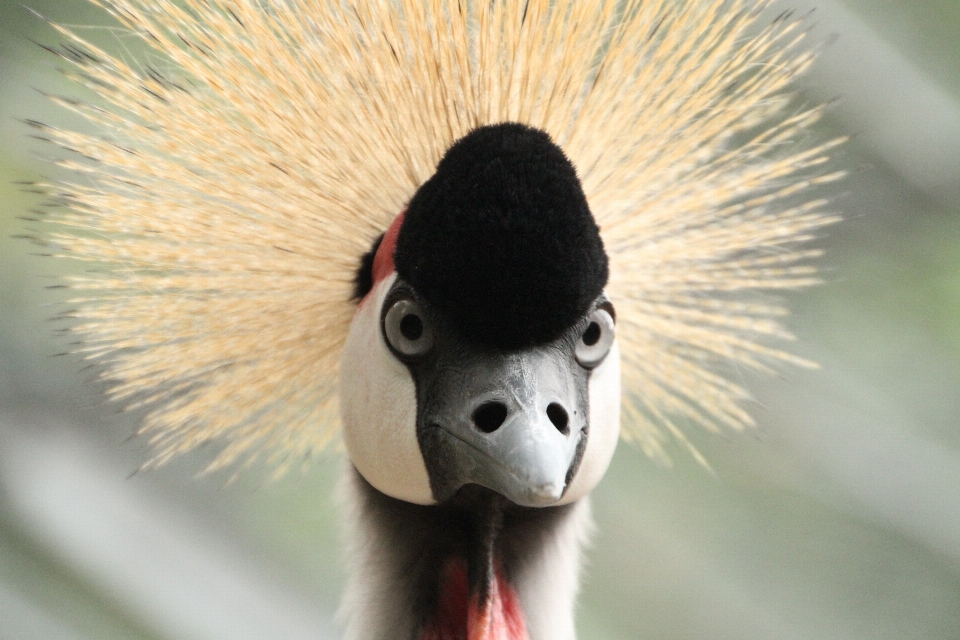 Bird beak mammal close up