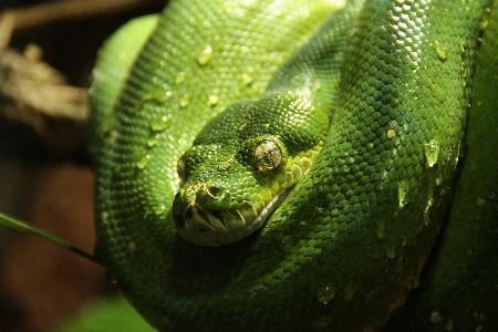 水 自然 動物 野生動物 写真