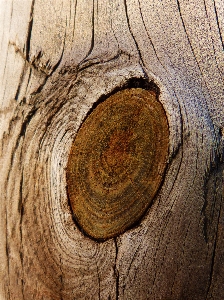 Tree branch plant wood Photo