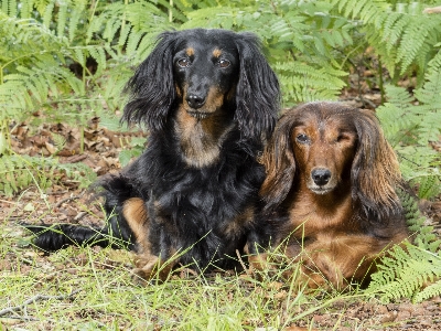 Foto Anjing sosial peliharaan mamalia