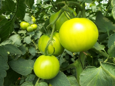 自然 植物 分野 フルーツ 写真