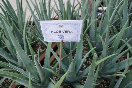 Foto Pianta fiore botanica
 salutare