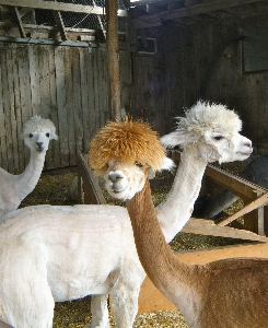 Foto Rambut peternakan imut-imut gudang