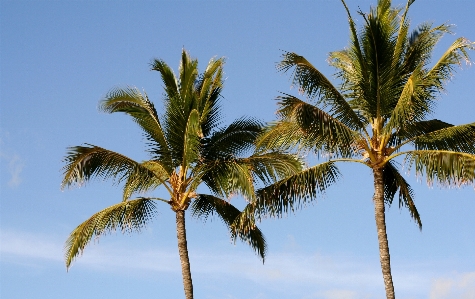 Beach tree branch plant Photo