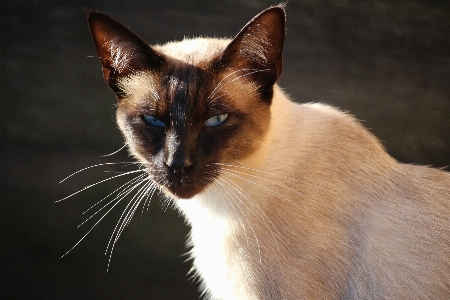 猫 哺乳類 スノーシュー fauna 写真