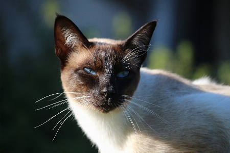 Foto Gatto mammifero fauna avvicinamento
