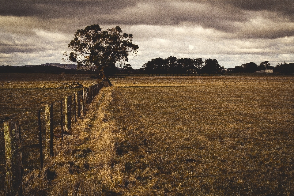 Landscape tree nature grass