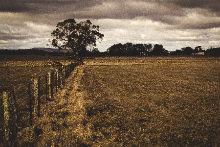 Landscape tree nature grass Photo