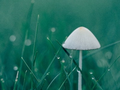 Foto Acqua natura erba rugiada