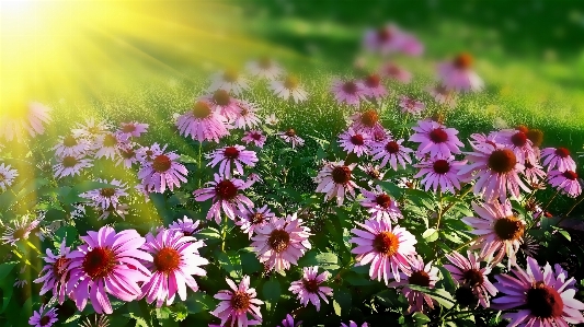 Nature grass blossom plant Photo