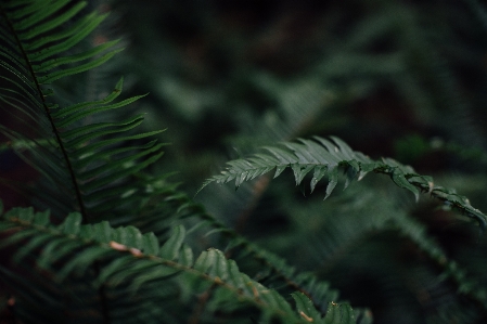 Tree nature forest branch Photo