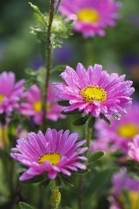 Nature growth plant meadow Photo