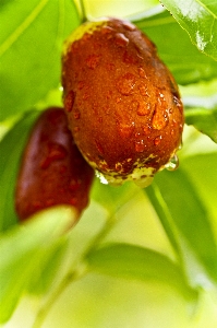 Natur anlage frucht blatt Foto