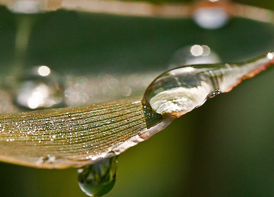 水 自然 草 分支