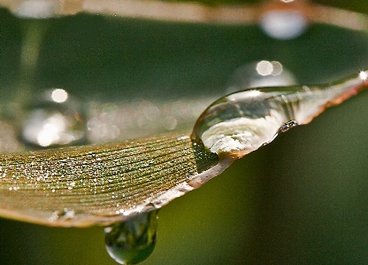 Water nature grass branch Photo