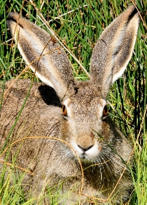 Nature grass cute wildlife Photo