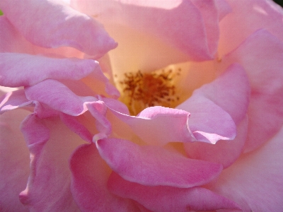 Nature blossom plant flower Photo