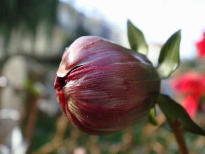 Nature blossom plant leaf Photo