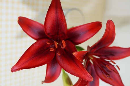 Blossom plant flower petal Photo