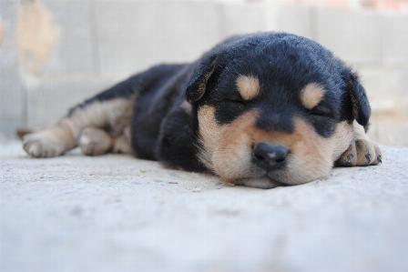 Foto Anak anjing satwa peliharaan