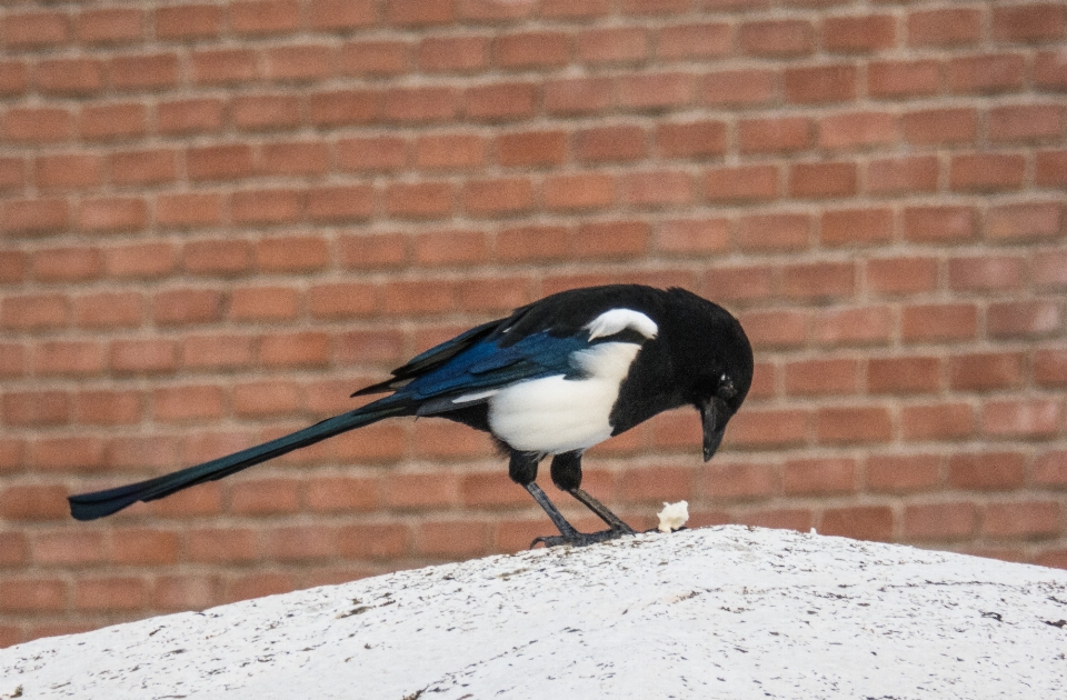 Naturaleza pájaro ala ciudad