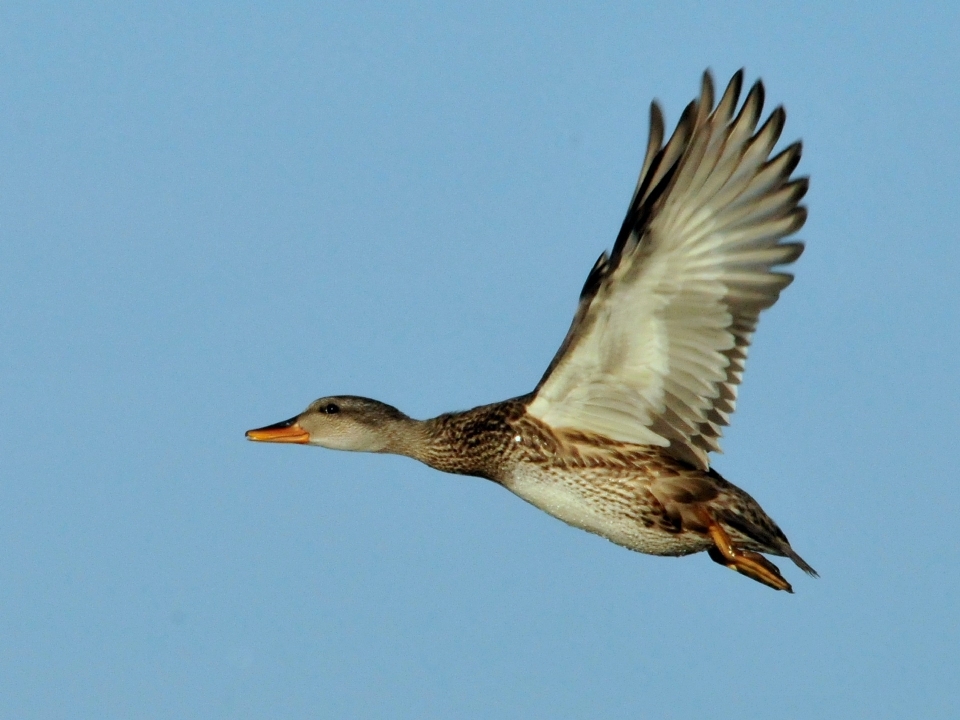 Nature oiseau aile en volant