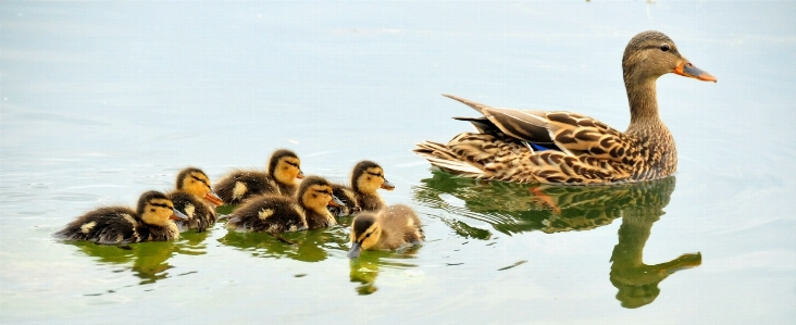 Nature bird wing wildlife Photo