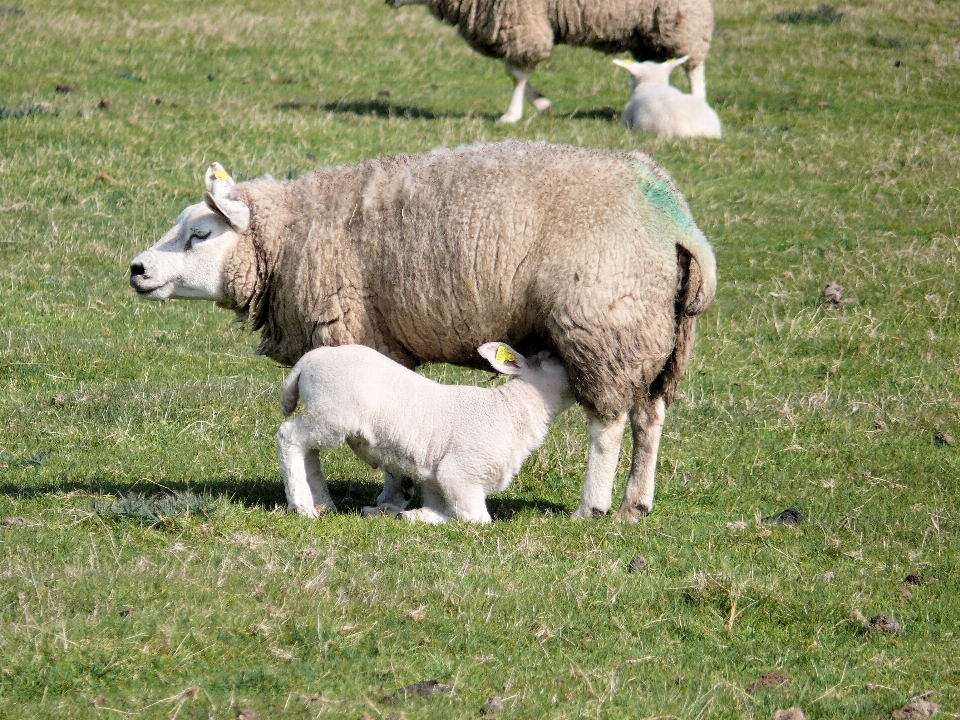 Natur gras bauernhof wiese
