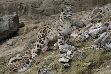 Wildlife zoo cat mammal Photo