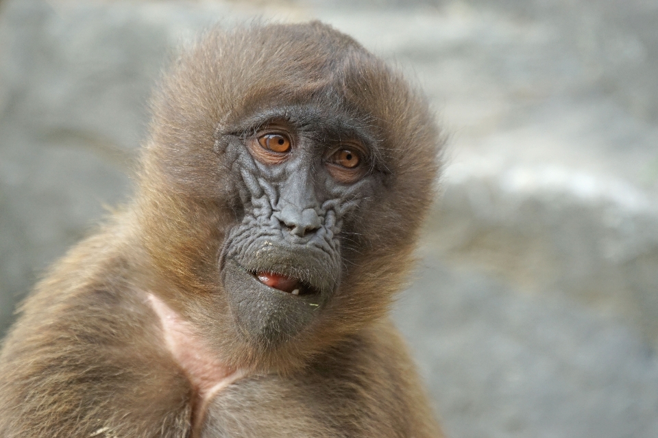 Fauna silvestre mamífero mono