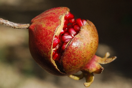 Branch plant photography fruit Photo