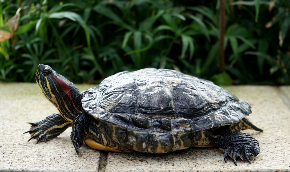 太陽 野生動物 動物園 カメ