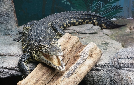 Foto Animais selvagens jardim zoológico pé réptil