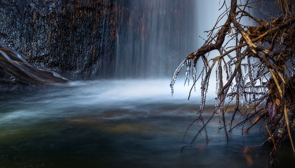 Landscape tree water nature